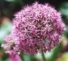 allium sin avatar