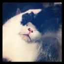 iCat sin avatar